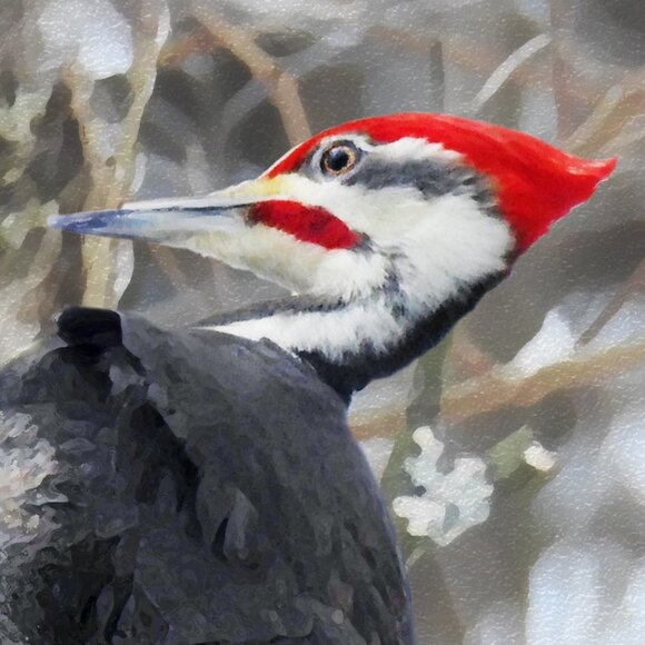 8x10 Pileated Woodpecker Bird Photography on a Tree Oil Painting Art Print - Picture 2 of 4